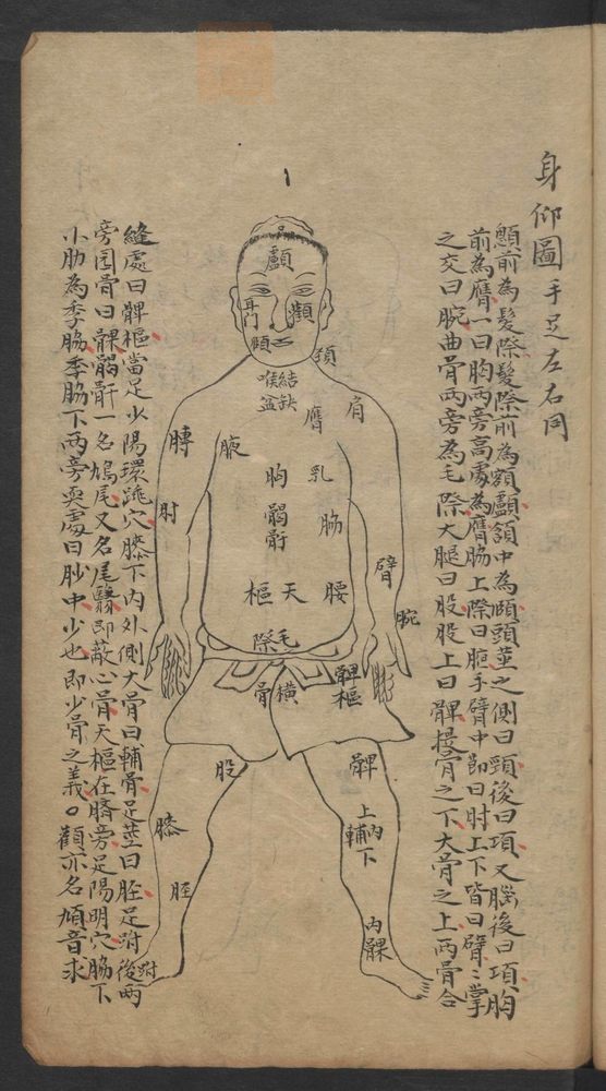 经穴指南(第21页)