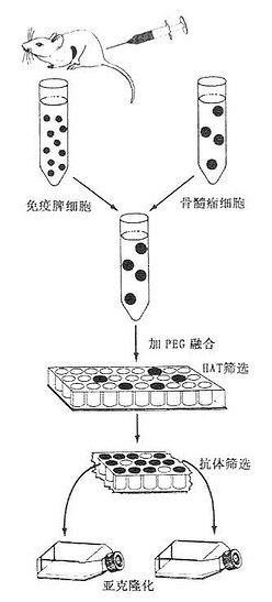 《动脉粥样硬化》