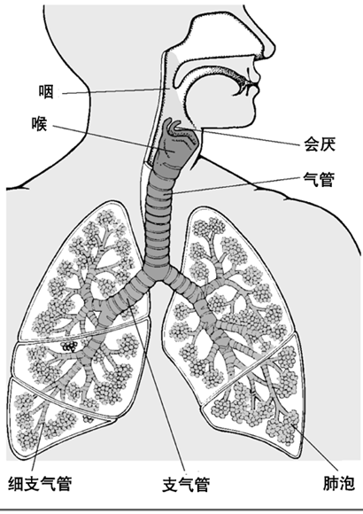 医师考试复习资料,肺和气道疾病汇总:呼吸系统生理学