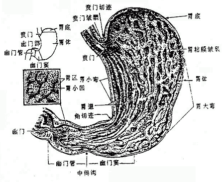 胃的形态、分部及粘膜
