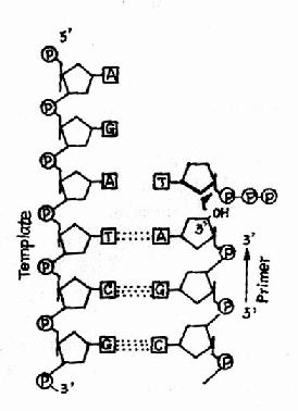 dna聚合酶的作用_dna聚合酶的特点及其作用