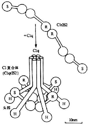 C1分子（C1q、C1r和C1s）的結構（示意圖）