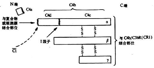 C4分子其裂解片段（模式圖）