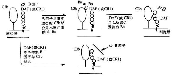 DAF抑制替代途径中C3转化酶形成的的机理