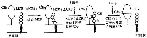 MCP輔助I因子裂解C3b的機理