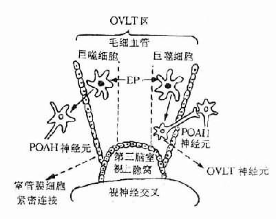 OVLT在发热病学中的作用示意图