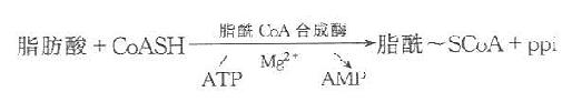 脂肪酸的活化-脂酰CoA的生成