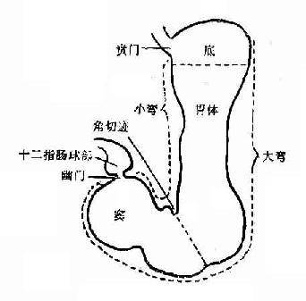 胃的解剖分区