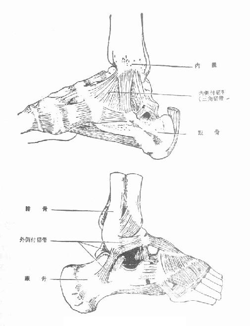 踝关节内、外侧副韧带