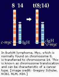 在第八条染色体上MYC基因表达