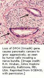 在第十八条染色体上的DPC4肿瘤基因表达