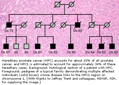 在染色体1上HPC1肿瘤表达基因
