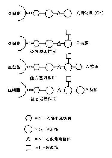 H，A，B抗原和糖结构