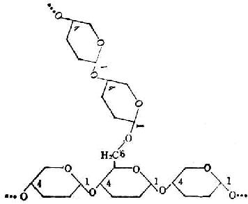 葡萄糖分子在支链淀粉中的结合方式
