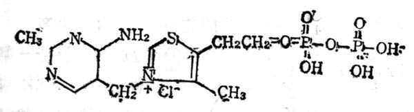 羧化辅酶（TPP）的结构式