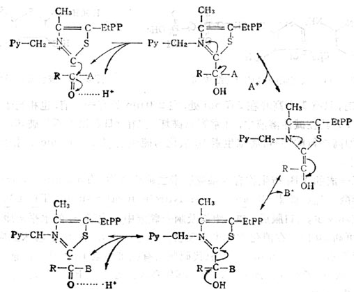 维生素B1焦磷酸羧化酶的作用机制