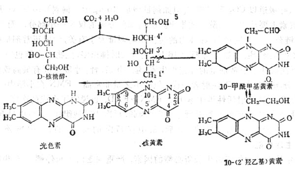 核黄素5-磷酸的分解产物