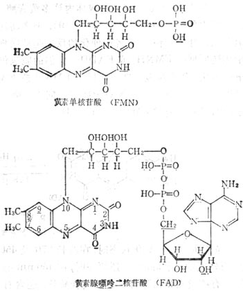 核黄素嘌呤二核苷酸（FAD）