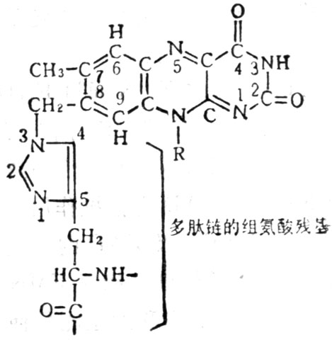 琥珀酸脱氢酶中的组氨酸