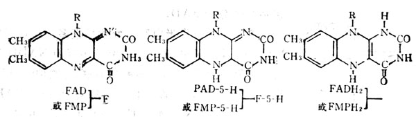 维生素B2辅酶三种功能形式
