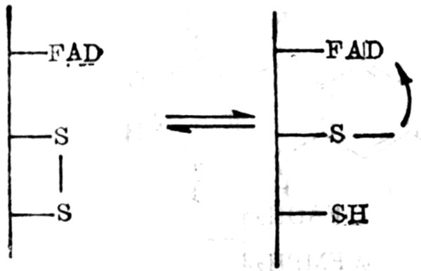 FAD-双硫氧化还原酶系统