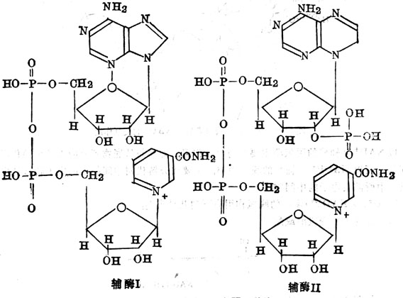 辅酶Ⅰ及Ⅱ的结构