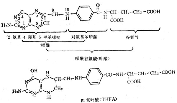 叶酸和四氢叶酸的结构式