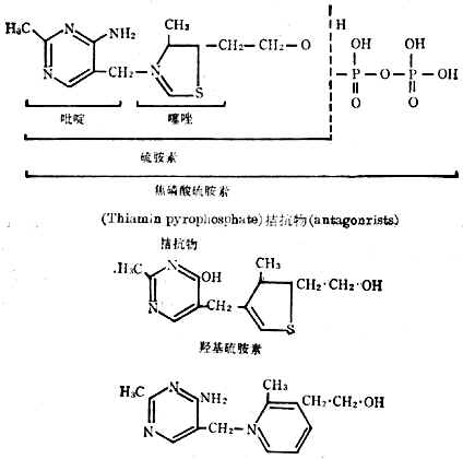硫胺素、硫胺素焦磷酸盐及硫胺素拮抗物