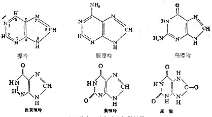 嘌呤碱的化学结构