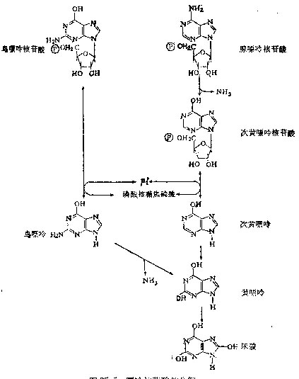 嘌呤核苷酸的分解