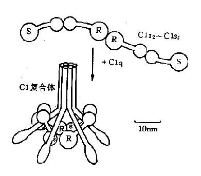 C1分子模式图