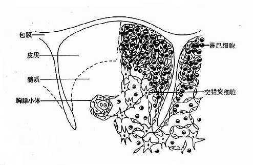 胸腺结构示意图