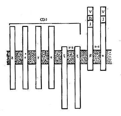 TCR与CD3结构及相关性示意图