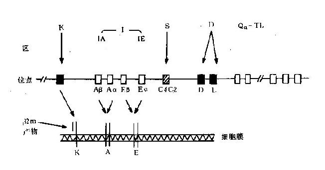 小鼠H-2基因结构示意图
