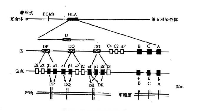 HLA基因结构示意图