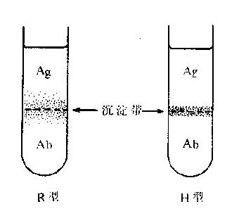 两种抗血清形成的沉淀带示意图