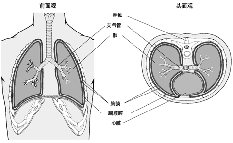 胸膜的两种切面观