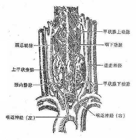 甲状腺和气管、食管、血管及神经的解剖关系（背面观）