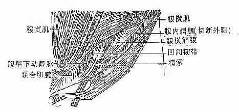 左腹股沟区解剖层次（前面观）