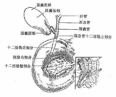 肝外胆道解剖