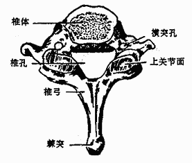 第7颈椎（上面）