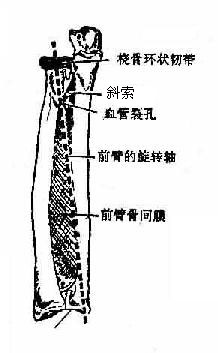 前臂骨的连接（示意图）