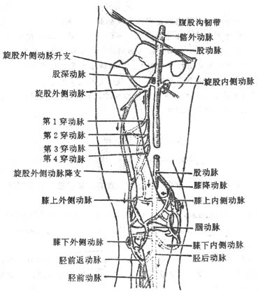 膝关节周围动脉网