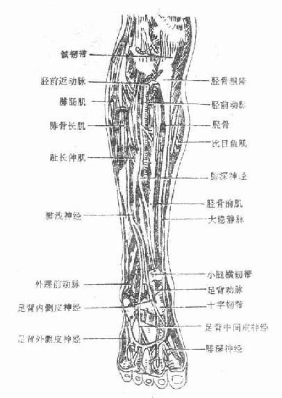 小腿前区和足背的肌肉血管与神经