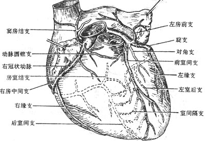 心冠状动脉模式图