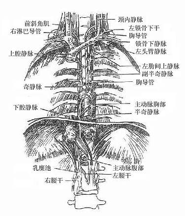 胸导管和奇静脉