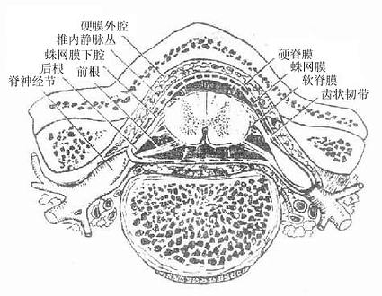 椎管及其内容物横断面（模式图）