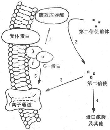 由膜受体-G-蛋白-膜效应器酶组成的跨膜信号