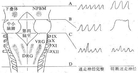 脑干呼吸有关核团（左）和在不同平面横切脑干后呼吸的变化（右）示意图
