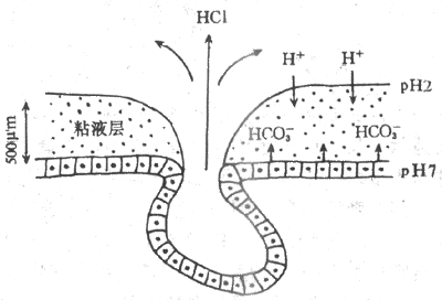 胃粘液-碳酸氢盐屏障模式图